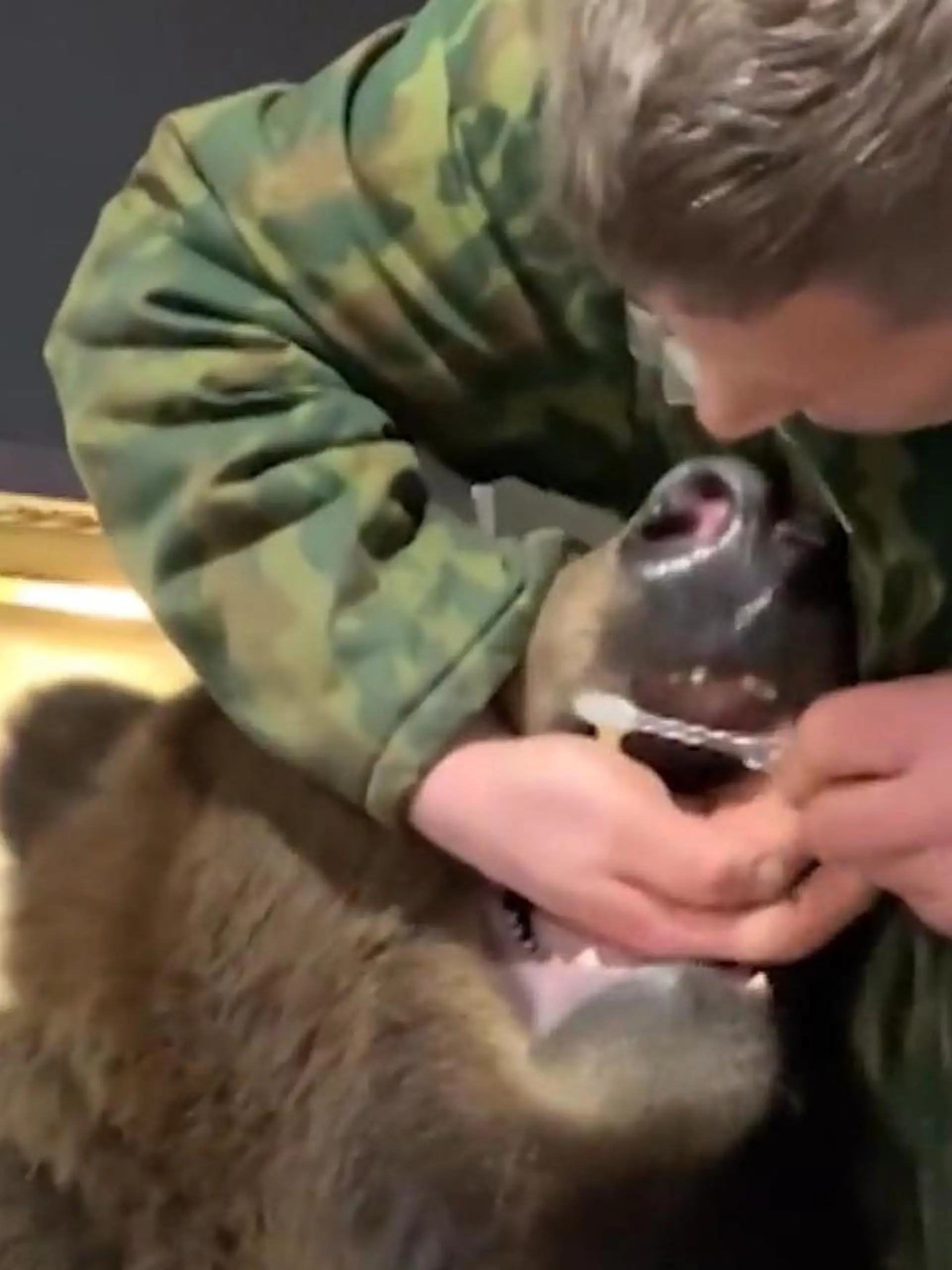 Der vierjährige Tom bekommt täglich seine Zähne geputzt, natürlich vom Herrchen. Schließlich sollen die Bären-Damen von einem frischen Maul überzeugt werden.