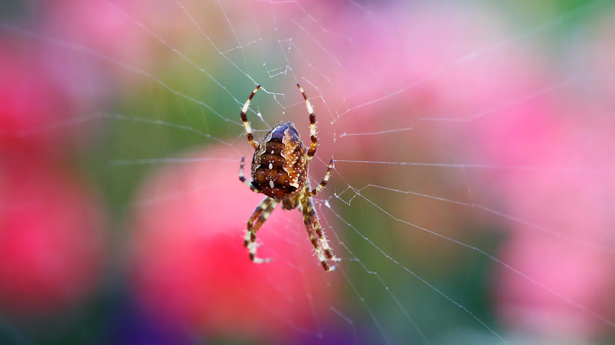 macro of garden orb spider