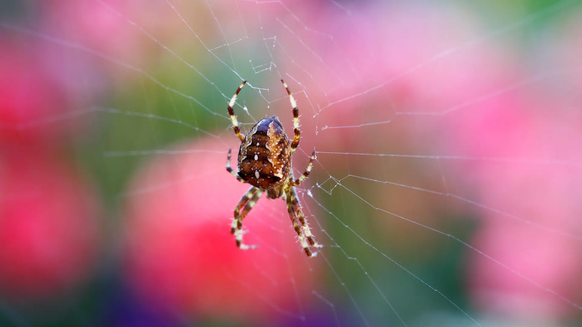 macro of garden orb spider