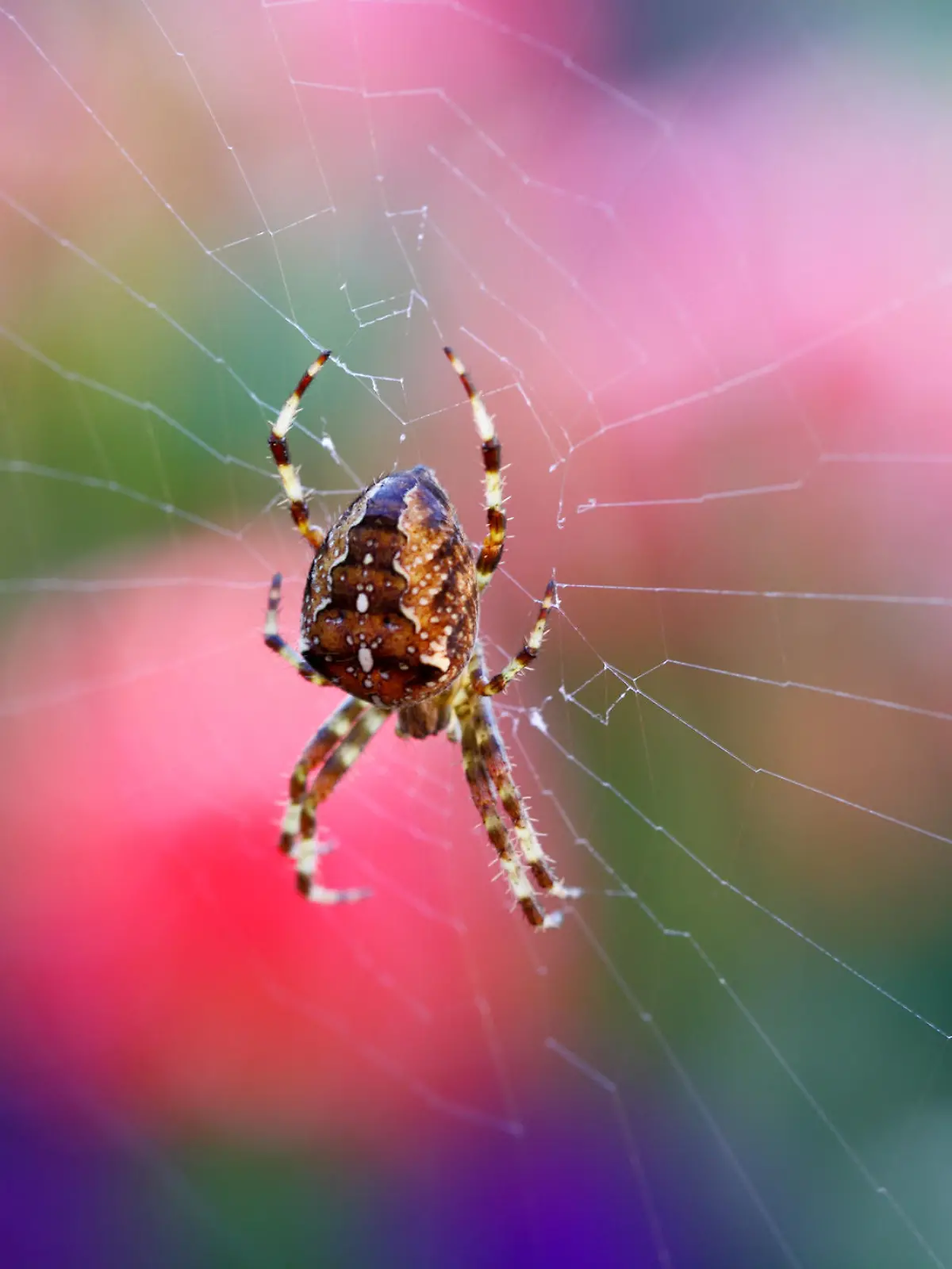 macro of garden orb spider 