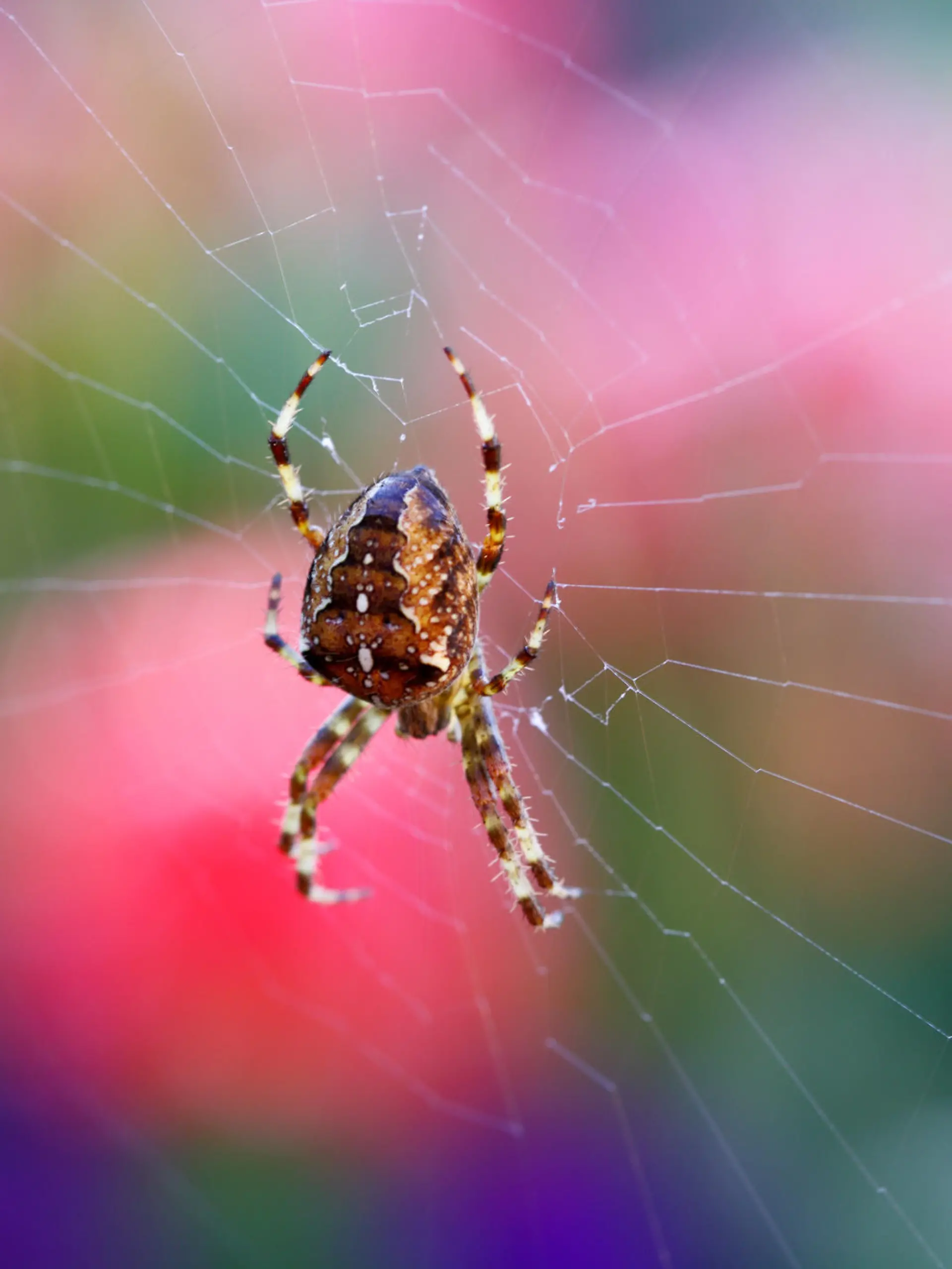 macro of garden orb spider 