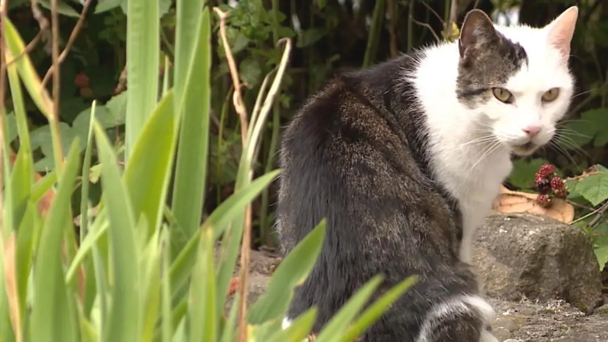Vorsicht: Einige Zimmerpflanzen sind Gift für Katzen  Diese Pflanzen sind für die Vierbeiner gefährlich
