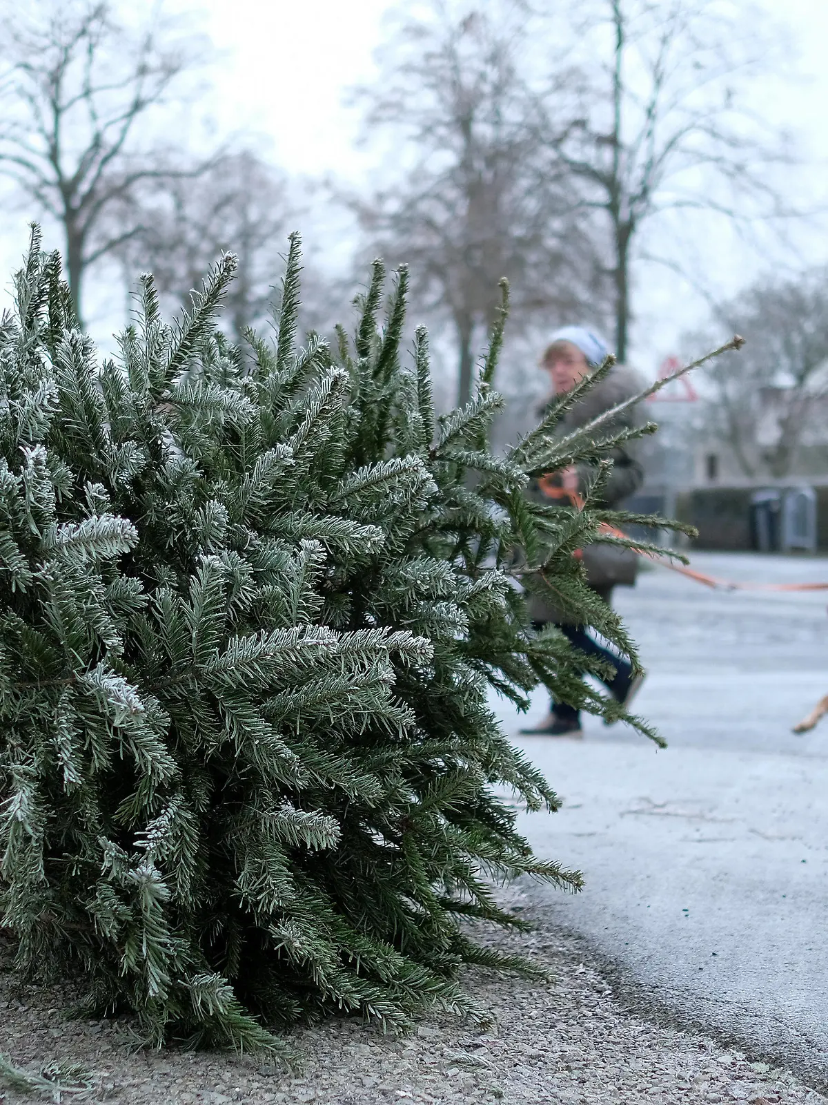 02.01.2020, Hessen, Kassel: Eine Frau führt am frostigen Morgen ihren Hund aus. Im Vordergrund liegt ein ausgedienter Weihnachtsbaum. Die Glanzzeit der prächtig geschmückten Nadelbäume in den Wohnzimmern und auf Weihnachtsmärkten weilt nur kurz. Kaum sind die Festtage vorbei, liegen viele Bäume schmucklos auf der Straße. Foto: Uwe Zucchi/dpa +++ dpa-Bildfunk +++