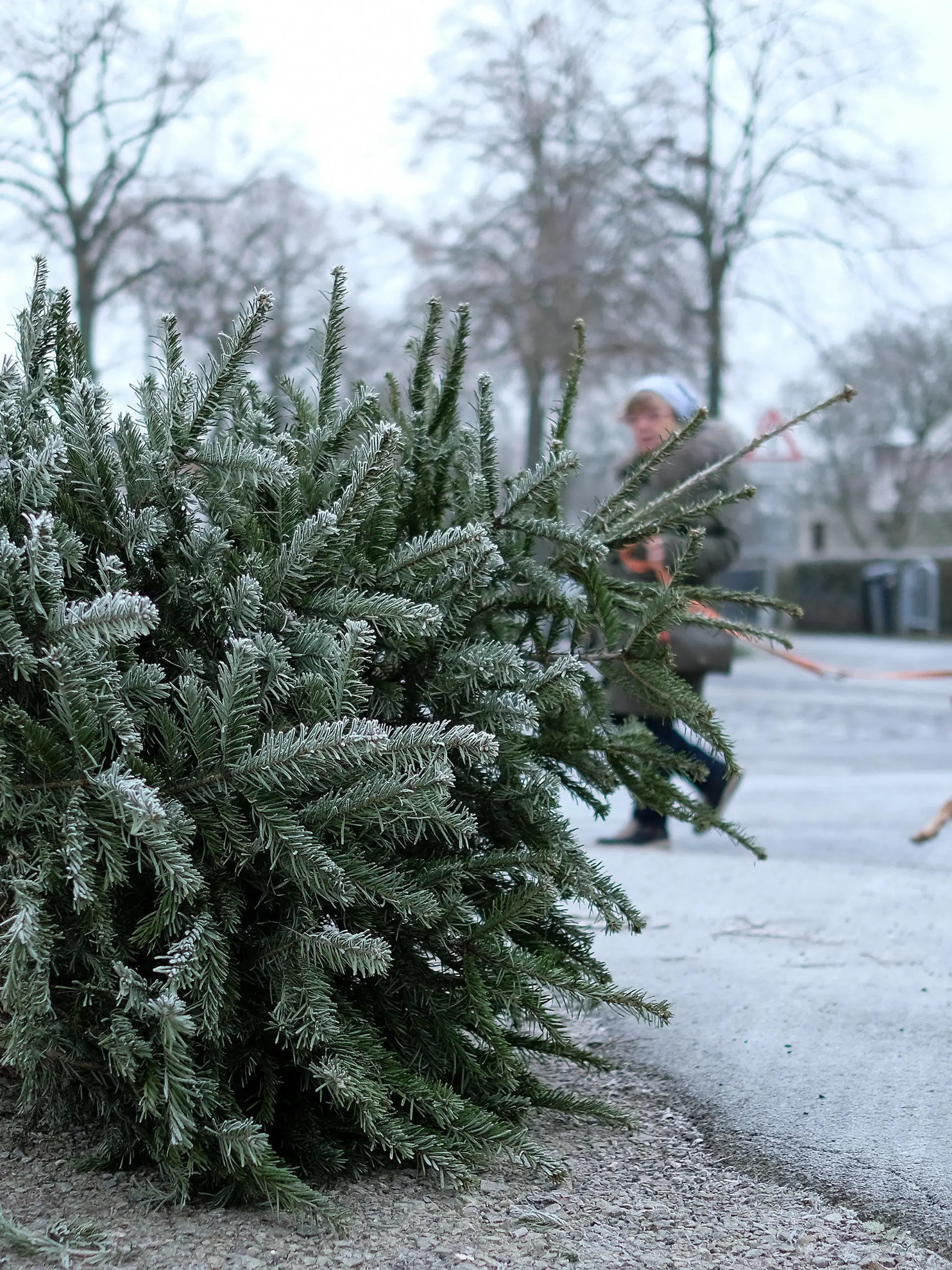 02.01.2020, Hessen, Kassel: Eine Frau führt am frostigen Morgen ihren Hund aus. Im Vordergrund liegt ein ausgedienter Weihnachtsbaum. Die Glanzzeit der prächtig geschmückten Nadelbäume in den Wohnzimmern und auf Weihnachtsmärkten weilt nur kurz. Kaum sind die Festtage vorbei, liegen viele Bäume schmucklos auf der Straße. Foto: Uwe Zucchi/dpa +++ dpa-Bildfunk +++
