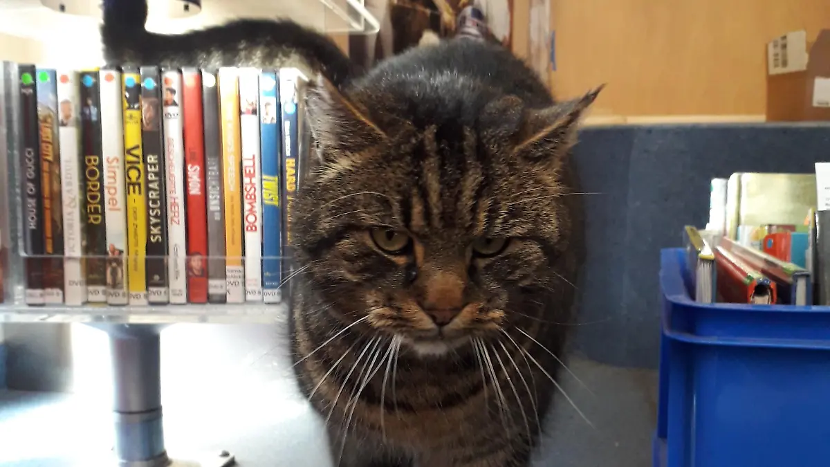 Kater "Tiger" lässt sich vom Trubel in der Busbibliothek Bremen nicht stören.