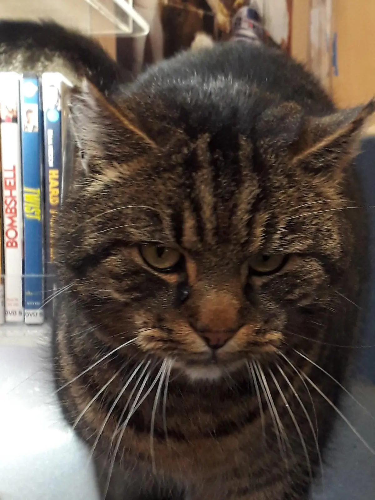 Kater "Tiger" lässt sich vom Trubel in der Busbibliothek Bremen nicht stören.