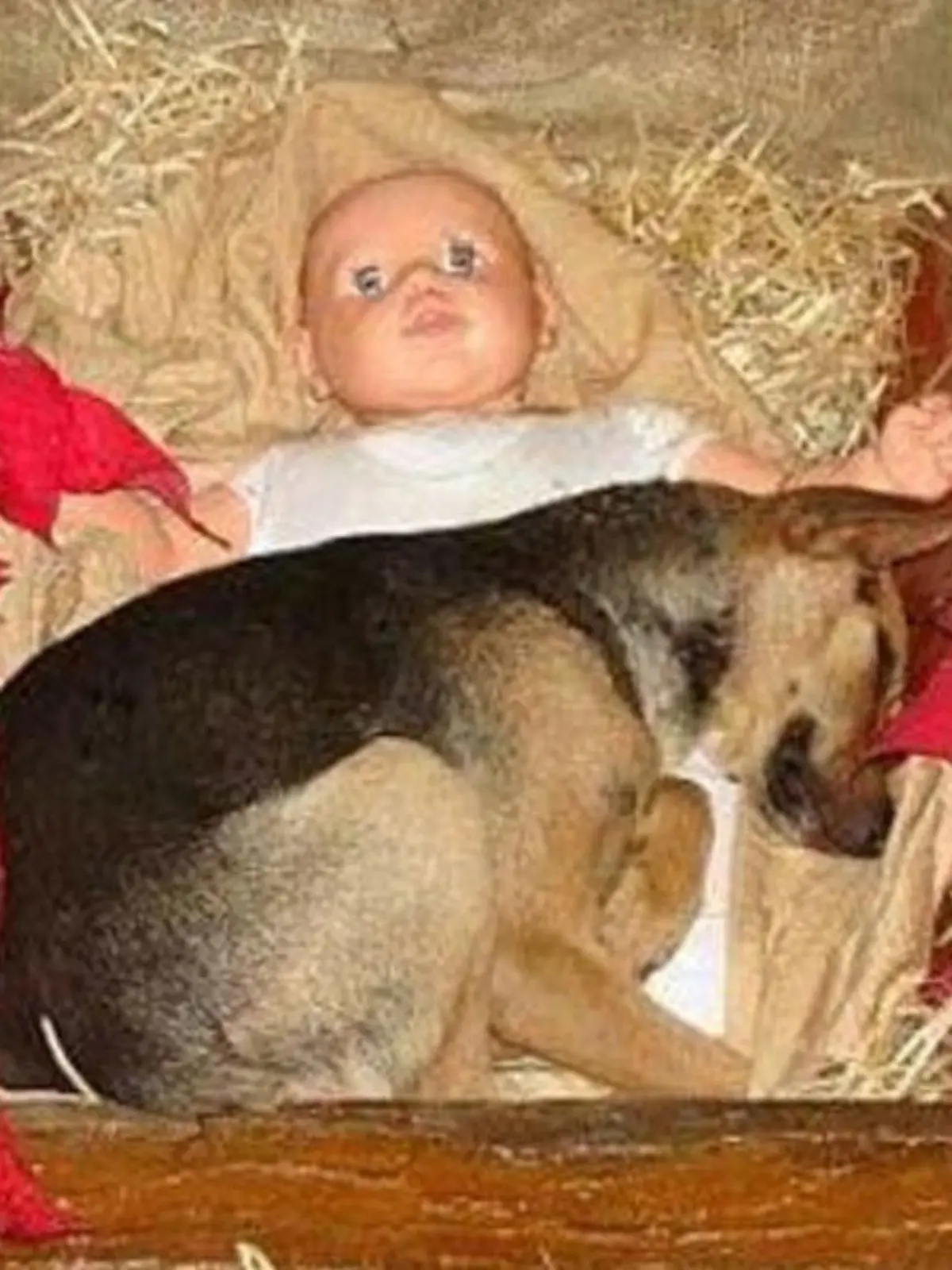 Welpe schläft im Jesusbettchen in der Krippe in Brasilien