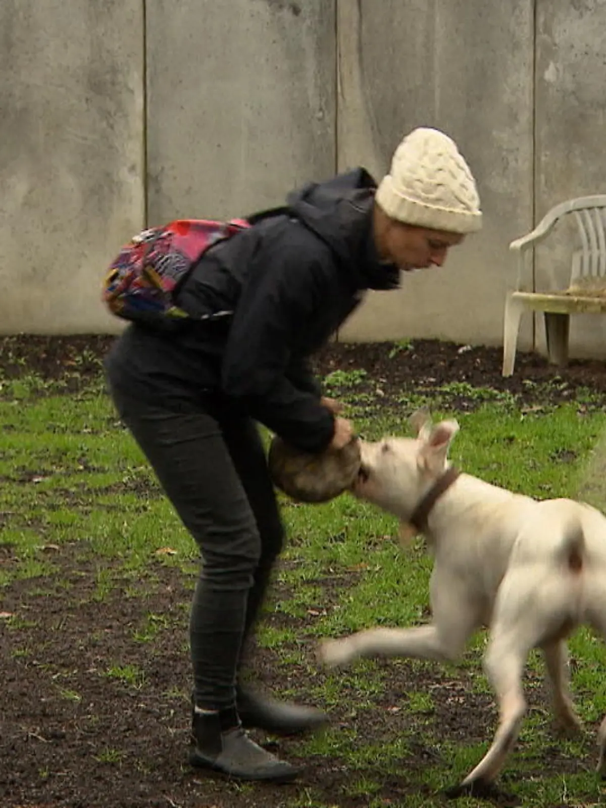 Bild zu: "Hund Alfons sucht ein neues Zuhause"