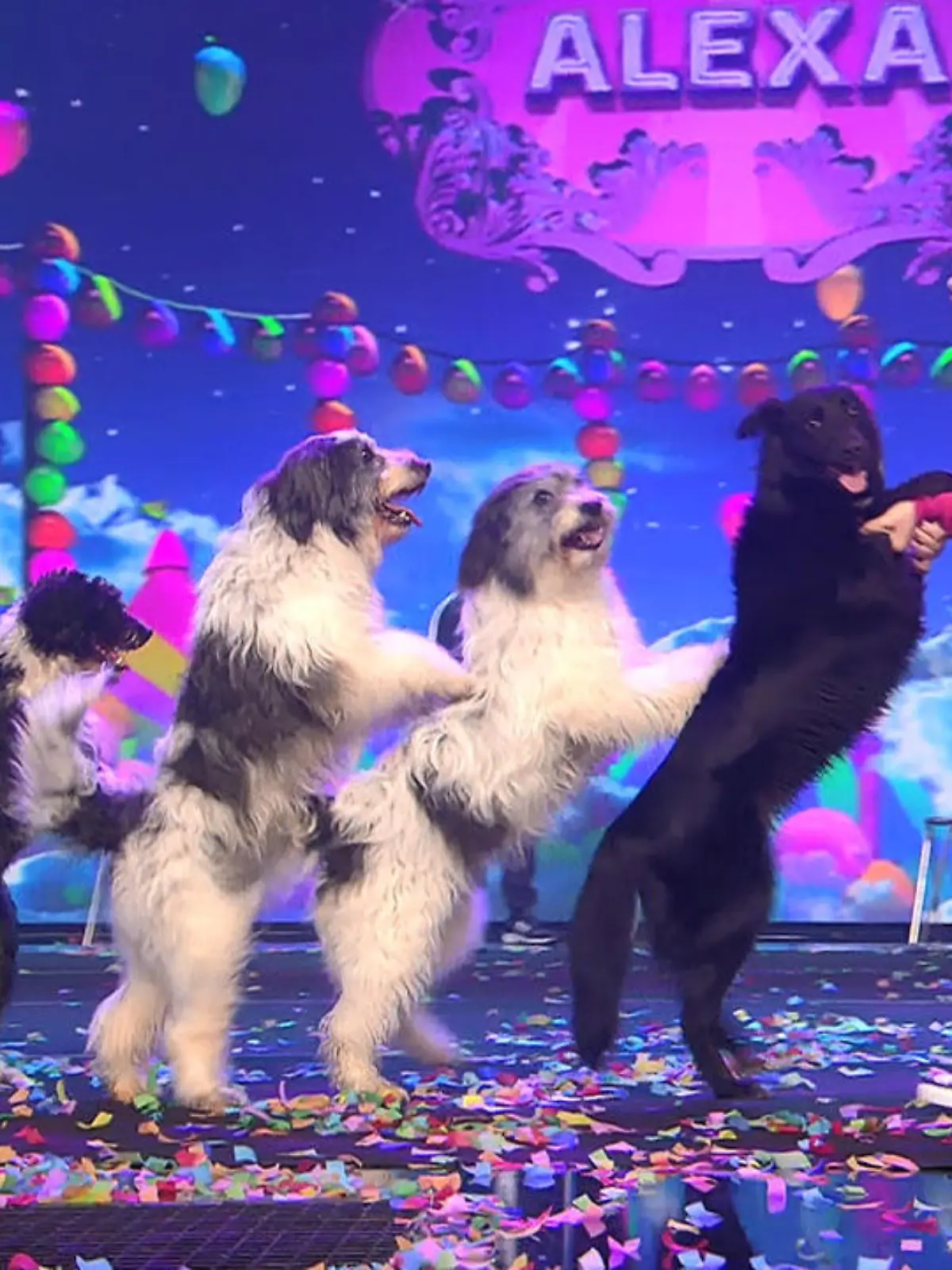 Kaum betreten Alexa Lauenburger und ihre vierbeinigen Freunde die Supertalent-Bühne, erobern sie die Herzen von Jury und Publikum. Der Anblick der Zehnjährigen und ihrem flauschigen Hunderudel ist einfach zu niedlich. Doch Alexa und ihre Hunde sind nicht nur süß, sie haben auch einiges drauf. Auf zwei Beinen laufen die Vierbeiner und springen dabei über Hocker, machen Salti und andere unglaubliche Kunststücke. Herrin des Ganzen ist die kleine Alexa - und das trotz schwerem Schicksalsschlag. Alexas beste Hundefreundin, die kleine Hexe,  ist kurz zuvor gestorben. "Umso erstaunlicher, dass du hier heute so auf die Bühne kommst, dich und deine Hunde so unter Kontrolle hast", findet Nazan Eckes. 

Bruce Darnell schwärmt: "Ich finde das Vertrauen, das die Hunde zu dir haben, ganz ganz toll" und auch Dieter Bohlen ist hin und weg. Er prophezeit der Kleinen einen der vorderen Plätze: "Ich versuch seit zehn Jahren, Bruce ein einfaches 'Sitz' beizubringen und du machst das mit dreizehn Hunden. Ich glaube, du kommst ziemlich weit nach vorne."