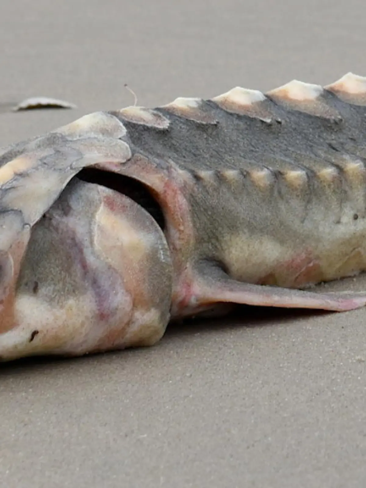 Allen Sklar ist am Strand von Assateague Island, in den USA, unterwegs, als er über einen Fisch stolpert, der etwas von einer längst vergessenen Dinosaurier-Art hat. Doch das Seeungeheuer ist nichts anderes als ein Atlantischen Stör.