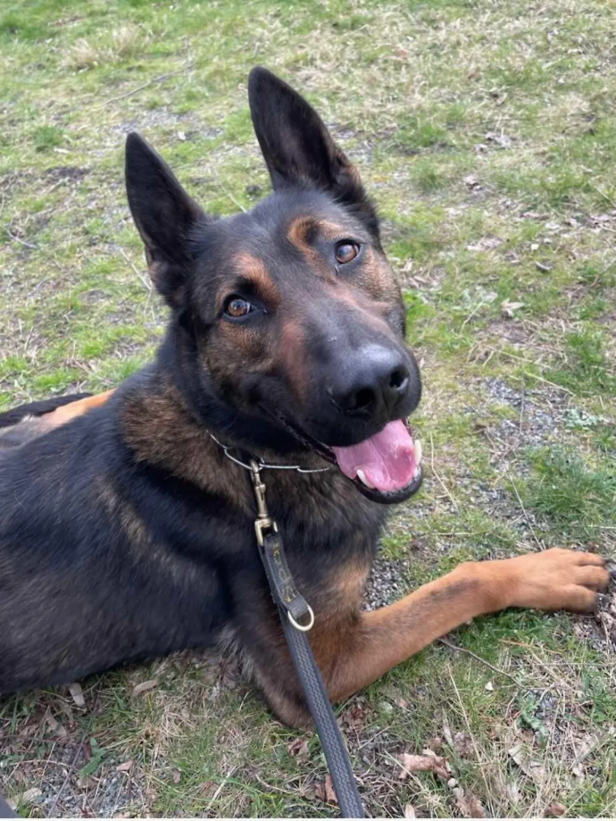 Bild Bruno