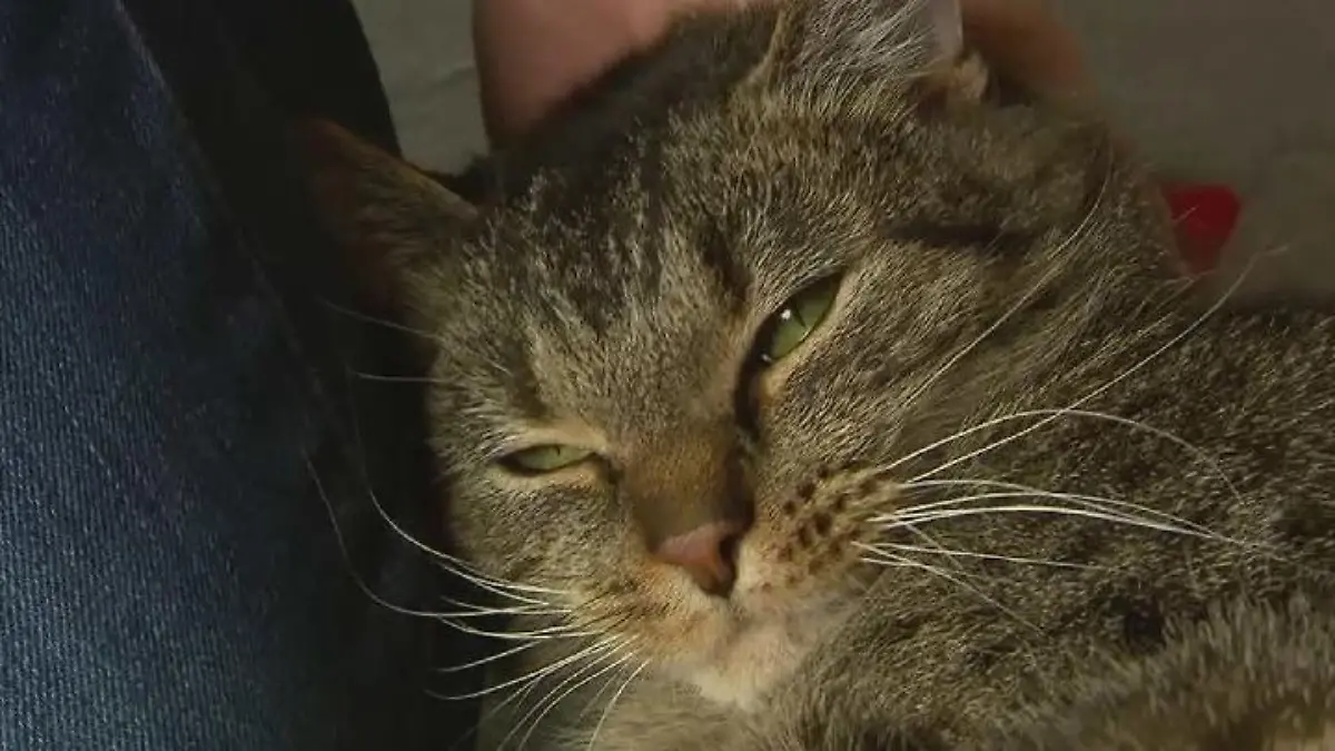 Tierhasser durchlöchert Kater mit Schrotflinte Wir sind dem grausamen Schützen auf der Spur
