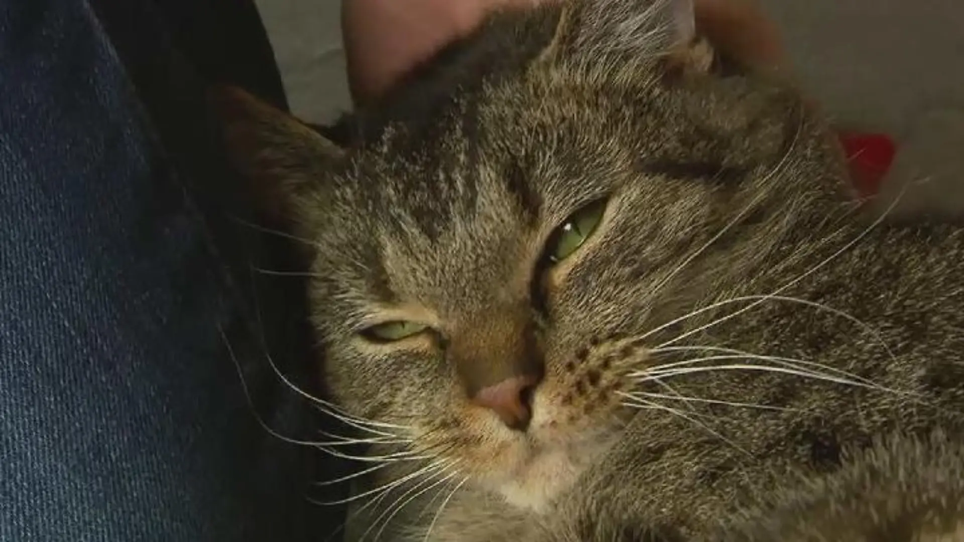 Tierhasser durchlöchert Kater mit Schrotflinte Wir sind dem grausamen Schützen auf der Spur