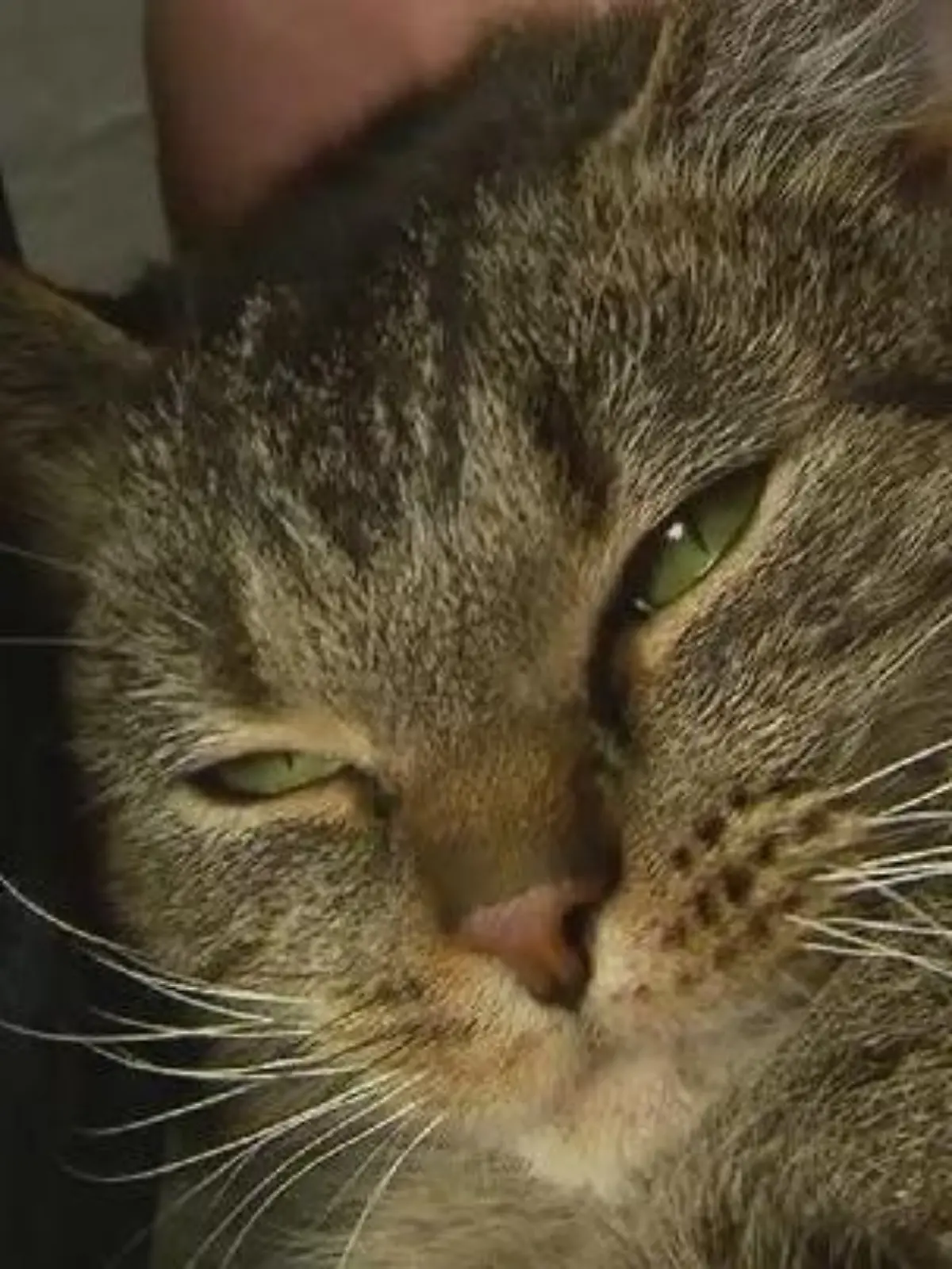 Bild zu: "Tierhasser durchlöchert Kater mit Schrotflinte"