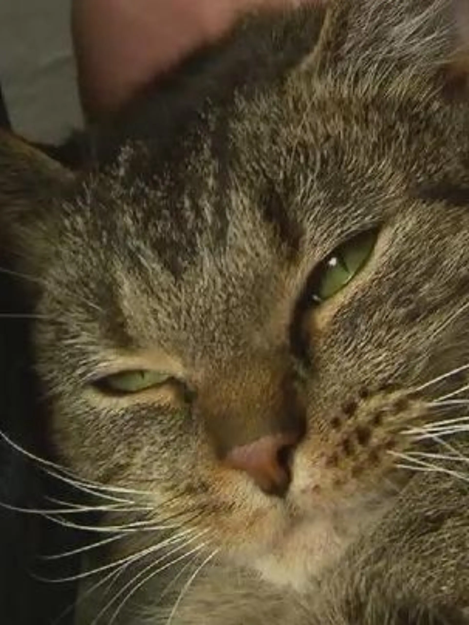 Bild zu: "Tierhasser durchlöchert Kater mit Schrotflinte"