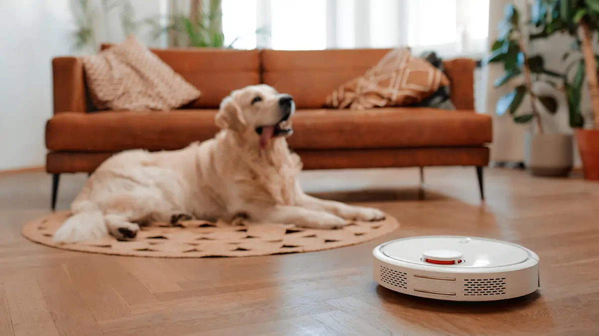 A beautiful purebred labrador dog lying on a rug on the floor in the living room at home, in the foreground a robot vacuum cleaner cleans the house.