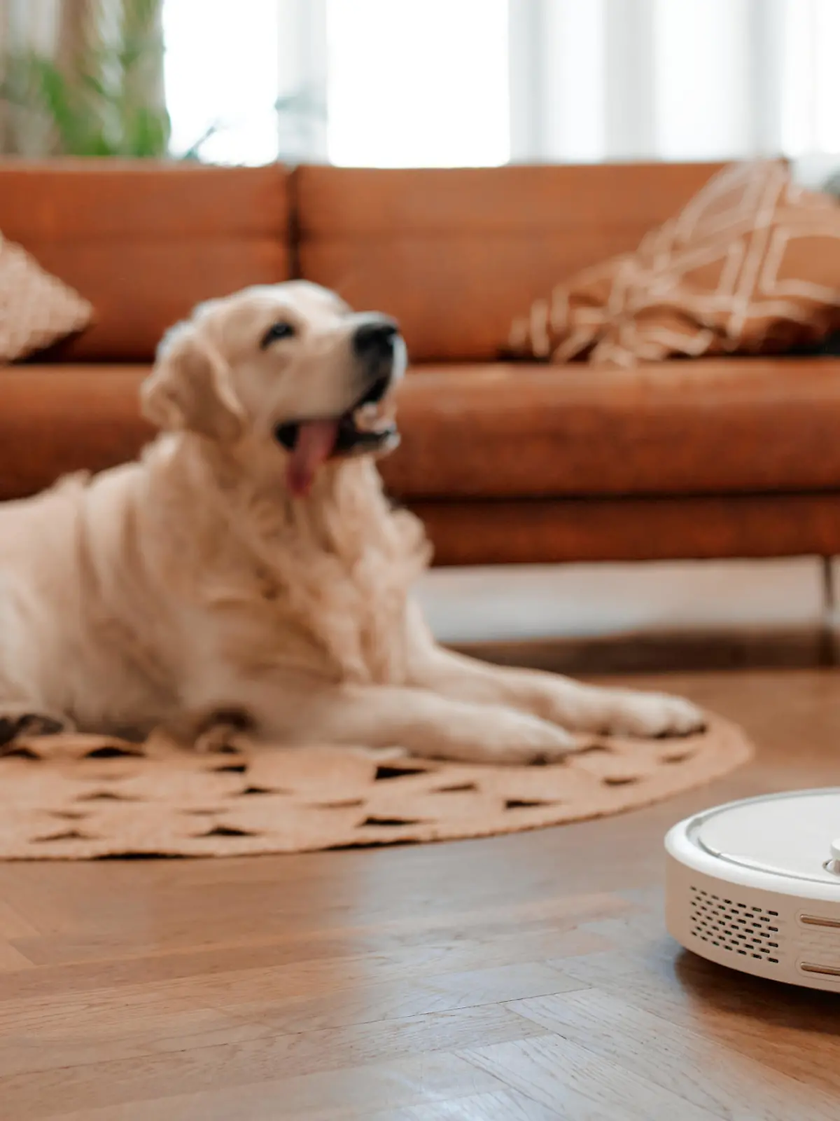 A beautiful purebred labrador dog lying on a rug on the floor in the living room at home, in the foreground a robot vacuum cleaner cleans the house.