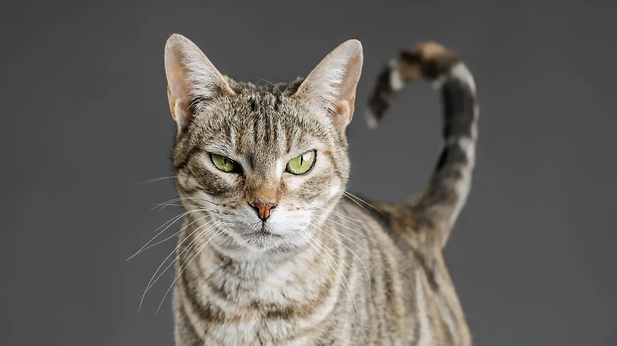 Eine Katze schaut in die Kamera.