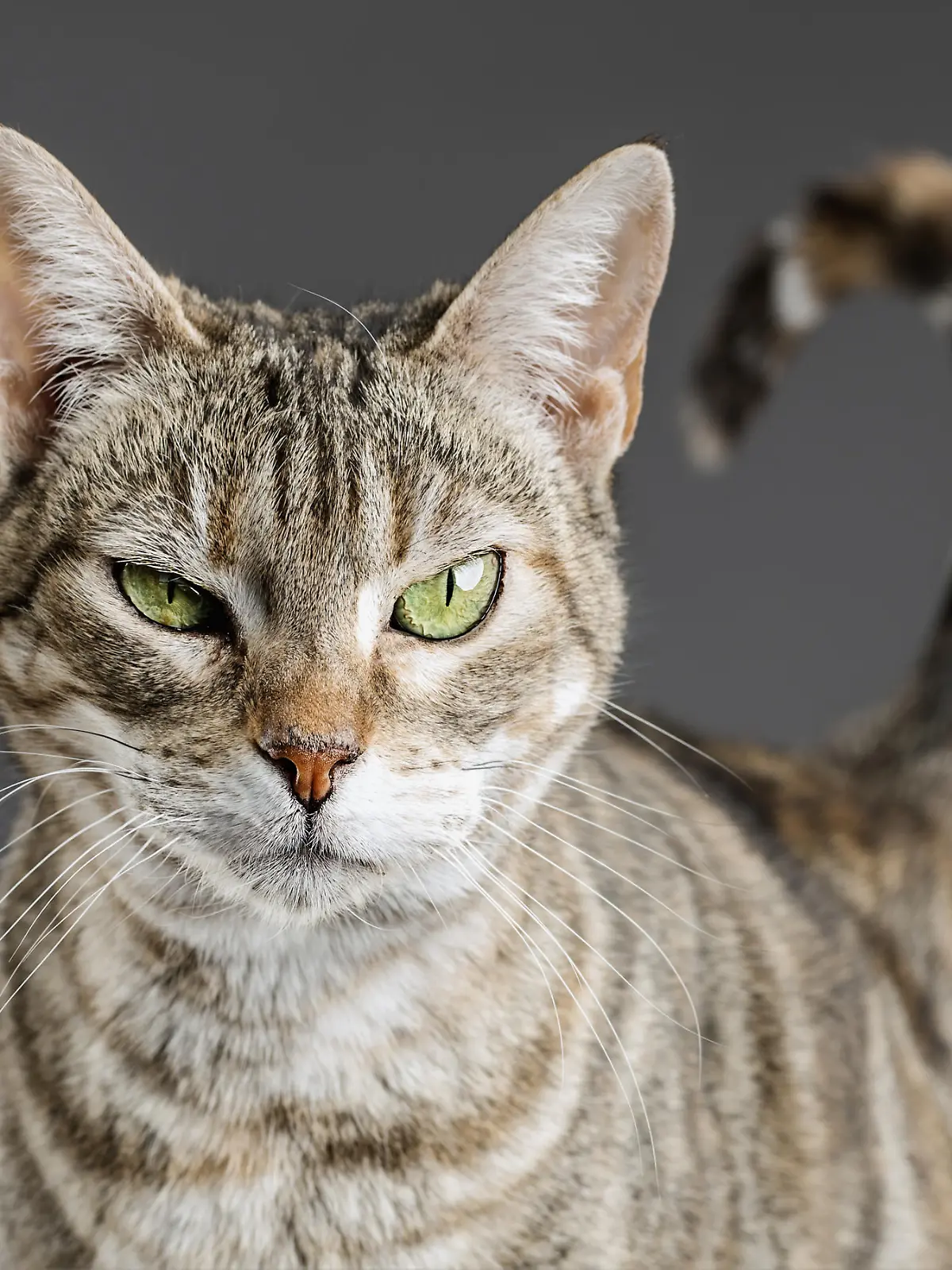 Eine Katze schaut in die Kamera.