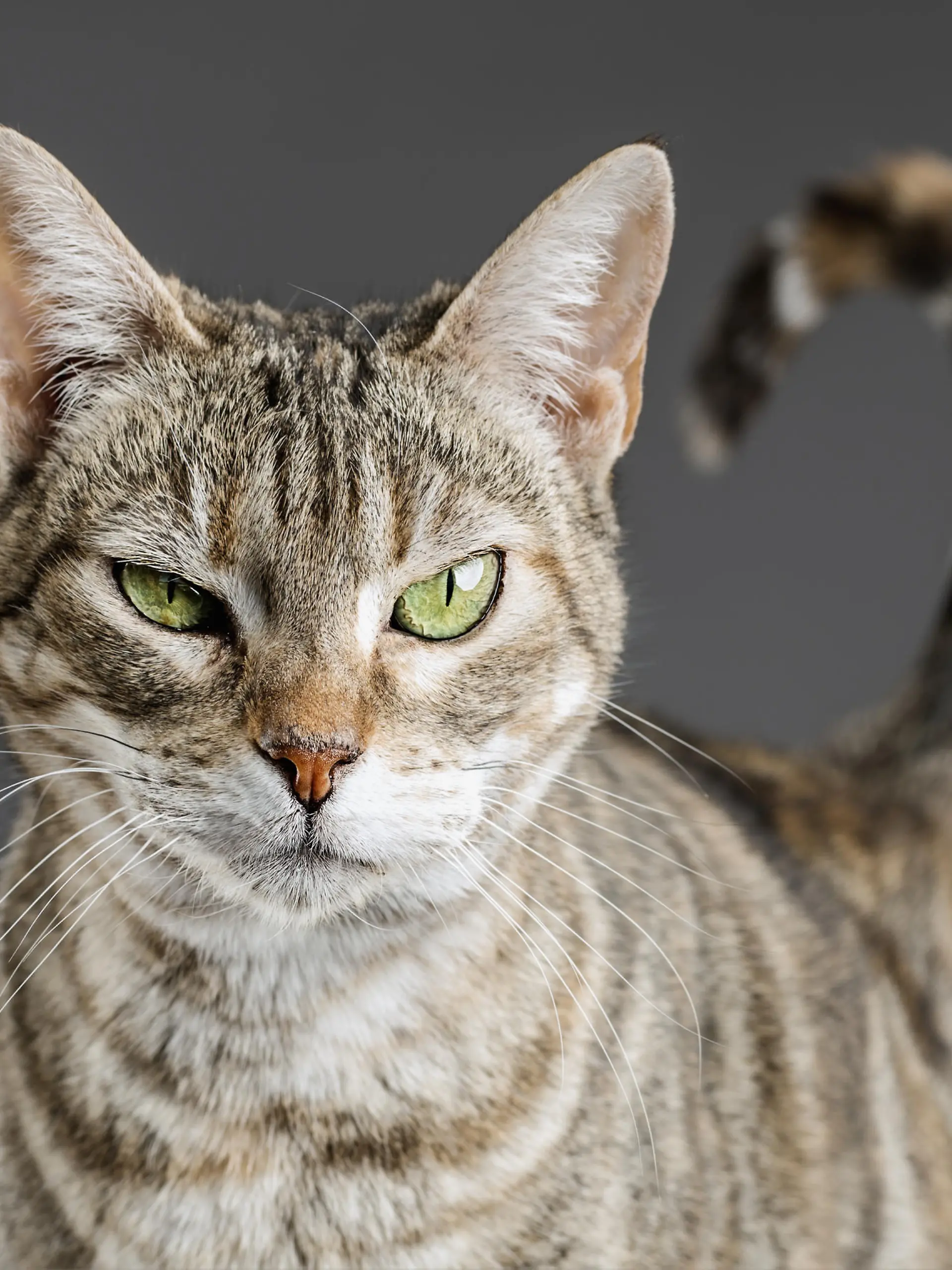 Eine Katze schaut in die Kamera.