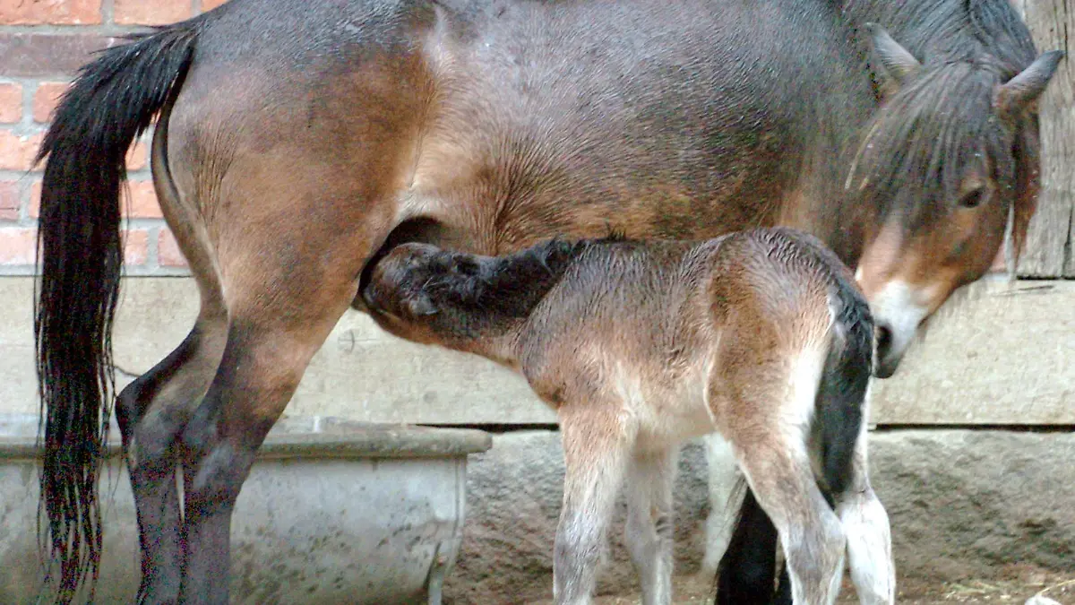Ein drei Tage altes Pony der seltenen Exmoor-Rasse säugt am Karfreitag (25.03.2005) bei seiner Mutter im Zoo in Hannover. Die halbwilden Vierbeiner leben nach Angaben der Zooleitung seit dem 11. Jahrhundert in Exmoor, einem Landstrich im Südwesten von England. Die Pferde mit der üppigen Mähne gelten als direkte Nachfahren eiszeitlicher Urponys. Weltweit soll es nicht mehr als 700 Exemplare dieser Art geben, davon rund 50 in Deutschland. Foto: Wolfgang Weihs dpa/lni +++(c) dpa - Report+++