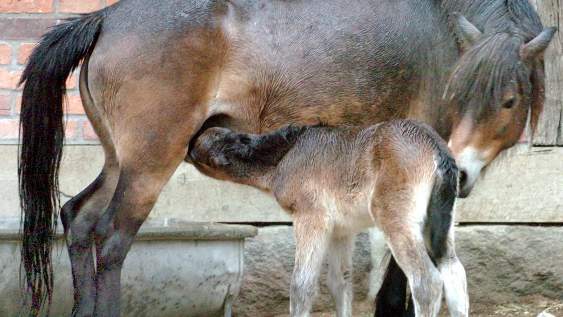 Ein drei Tage altes Pony der seltenen Exmoor-Rasse säugt am Karfreitag (25.03.2005) bei seiner Mutter im Zoo in Hannover. Die halbwilden Vierbeiner leben nach Angaben der Zooleitung seit dem 11. Jahrhundert in Exmoor, einem Landstrich im Südwesten von England. Die Pferde mit der üppigen Mähne gelten als direkte Nachfahren eiszeitlicher Urponys. Weltweit soll es nicht mehr als 700 Exemplare dieser Art geben, davon rund 50 in Deutschland. Foto: Wolfgang Weihs dpa/lni +++(c) dpa - Report+++