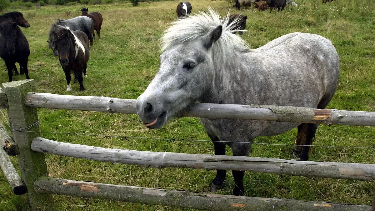 Greifswald (Mecklenburg-Vorpommern): Die Aufnahme vom 01.09.2003 zeigt Shetland-Ponys auf der Ostseeinsel Greifswalder Oie. Mit ihrer zutraulichen Art sind die vom Zoo Rostock ausgewilderten Tiere die Besucherattraktion. Doch damit soll jetzt Schluss sein: Der Rostocker Zoo will die 18 Shetland-Ponys in diesem und im kommenden Jahr von der 54 Hektar großen Insel holen - und damit ihr bisher größtes Auswilderungsvorhaben beenden. "Wir können das Projekt nicht mehr finanzieren", sagt der Direktor des Rostocker Zoos, Udo Nagel. In einem damals DDR-weit einzigartigen Projekt hatte der Zoo 1977 zehn Tiere ausgewildert. Zum einen sollte die Verwaldung der Insel verhindert werden und zum anderen diente das Projekt der Tier-Verhaltensforschung. (STR452-040903)