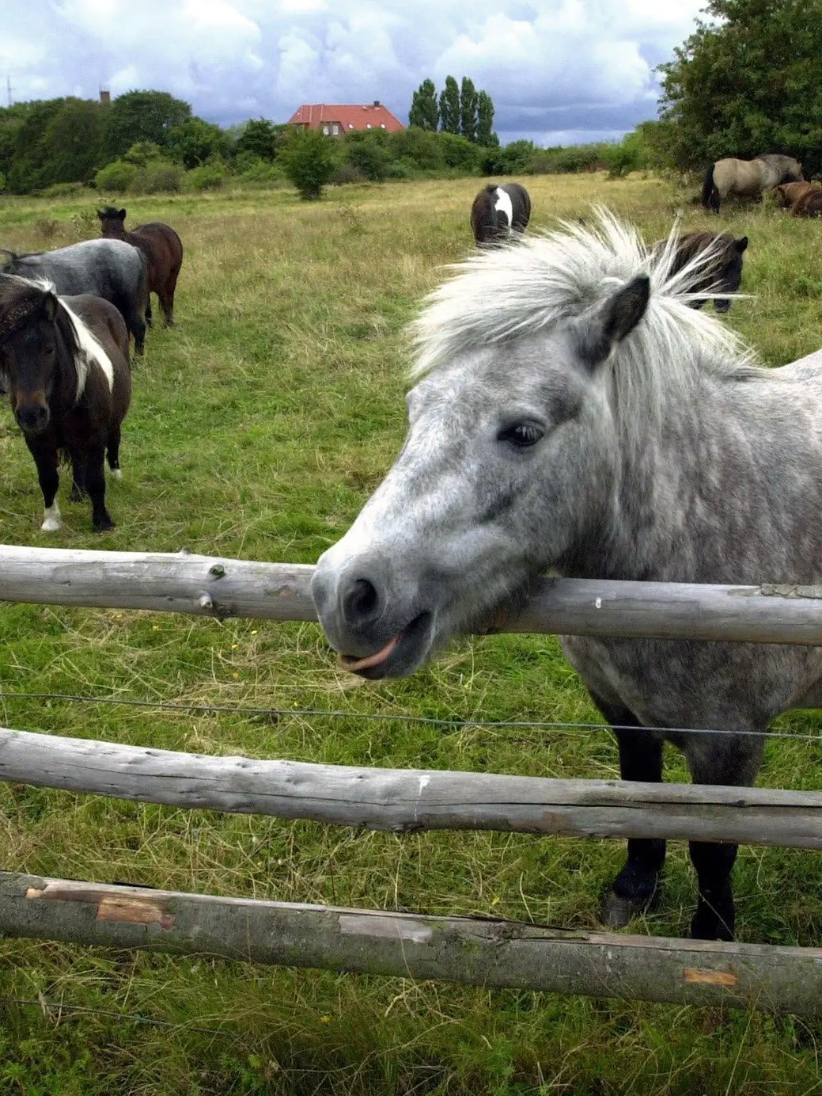 Greifswald (Mecklenburg-Vorpommern): Die Aufnahme vom 01.09.2003 zeigt Shetland-Ponys auf der Ostseeinsel Greifswalder Oie. Mit ihrer zutraulichen Art sind die vom Zoo Rostock ausgewilderten Tiere die Besucherattraktion. Doch damit soll jetzt Schluss sein: Der Rostocker Zoo will die 18 Shetland-Ponys in diesem und im kommenden Jahr von der 54 Hektar großen Insel holen - und damit ihr bisher größtes Auswilderungsvorhaben beenden. "Wir können das Projekt nicht mehr finanzieren", sagt der Direktor des Rostocker Zoos, Udo Nagel. In einem damals DDR-weit einzigartigen Projekt hatte der Zoo 1977 zehn Tiere ausgewildert. Zum einen sollte die Verwaldung der Insel verhindert werden und zum anderen diente das Projekt der Tier-Verhaltensforschung. (STR452-040903)
