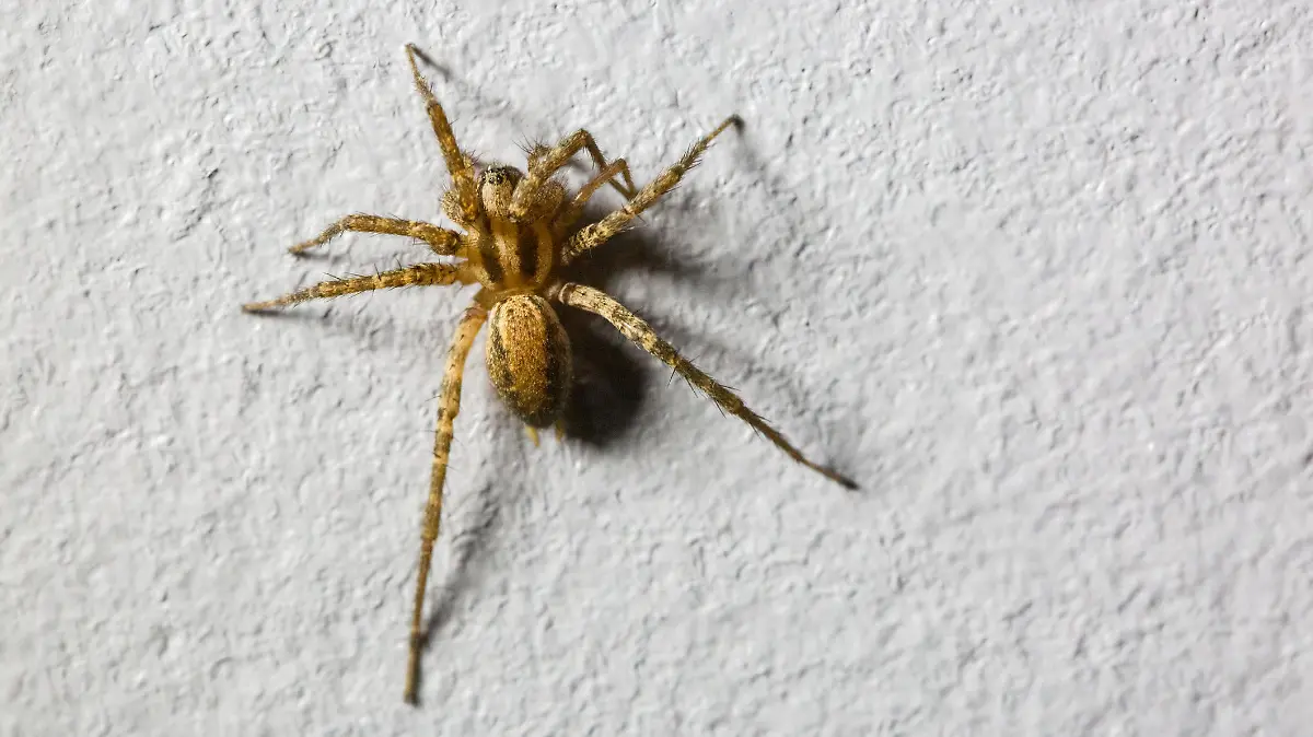 Spinne an der Wand