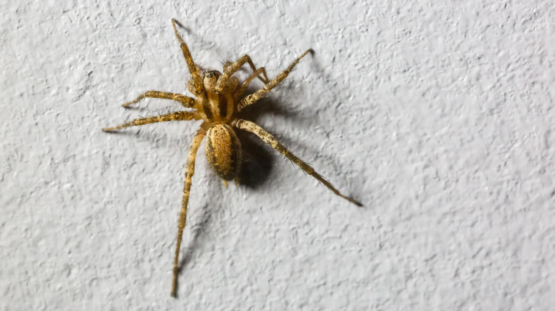 Spinne an der Wand