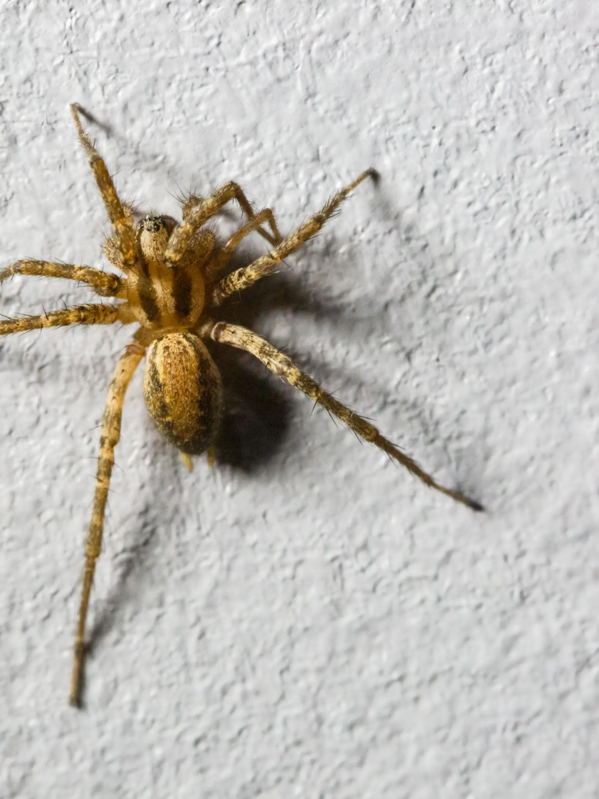 Spinne an der Wand