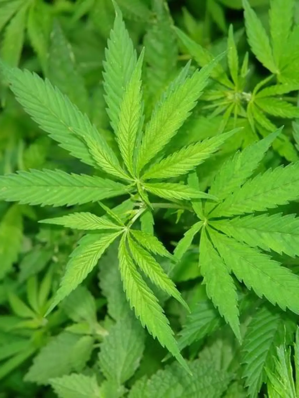Bild zu: "Haschisch, Dope, Gras - was ist was?"