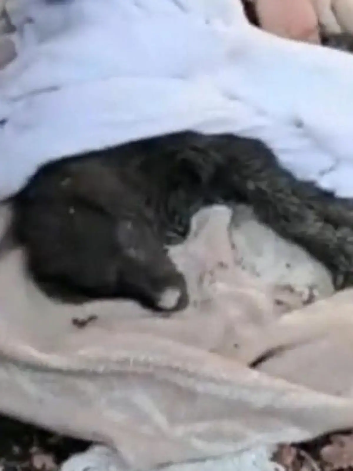 Gefangen unter der Erde! Diese kleine Fellschnauze war in der Gemeinde Capannori (Italien) in einem Abflussrohr gefangen. Aufmerksame Anwohner haben ein Winseln im Boden gehört – und alarmierten sofort die Feuerwehr! In Zusammenarbeit mit unterschiedlichen Rettungsdiensten und einem Bagger konnte der Vierbeiner zum Glück gerettet werden. Die dramatische Rettungsaktion sehen Sie im Video.