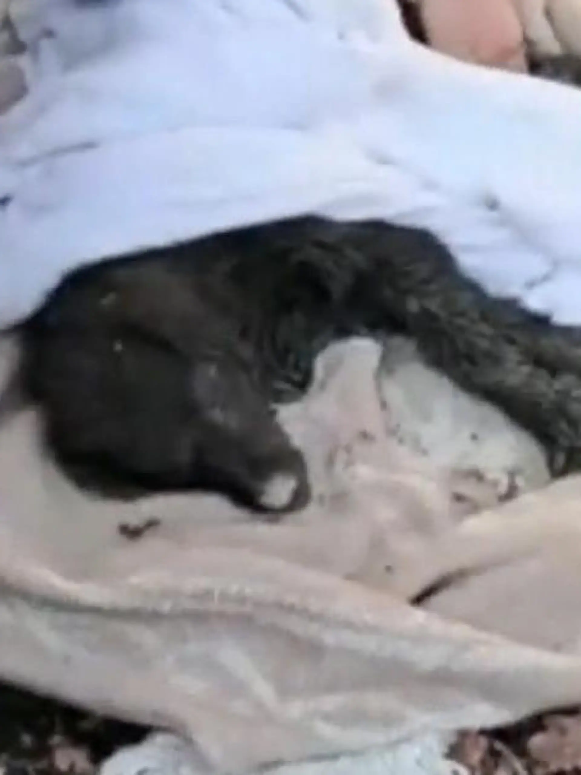 Gefangen unter der Erde! Diese kleine Fellschnauze war in der Gemeinde Capannori (Italien) in einem Abflussrohr gefangen. Aufmerksame Anwohner haben ein Winseln im Boden gehört – und alarmierten sofort die Feuerwehr! In Zusammenarbeit mit unterschiedlichen Rettungsdiensten und einem Bagger konnte der Vierbeiner zum Glück gerettet werden. Die dramatische Rettungsaktion sehen Sie im Video.