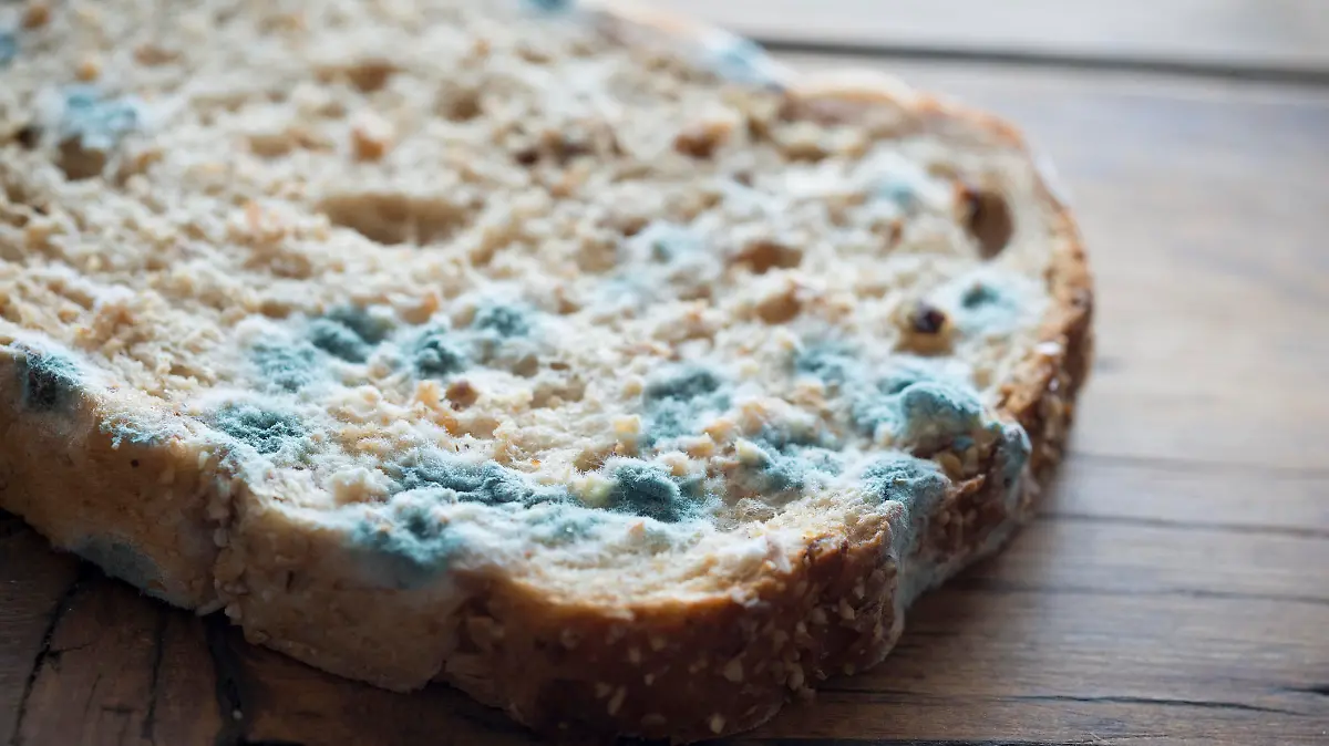 Slice of Mould covered Bread, lit with natural window light.