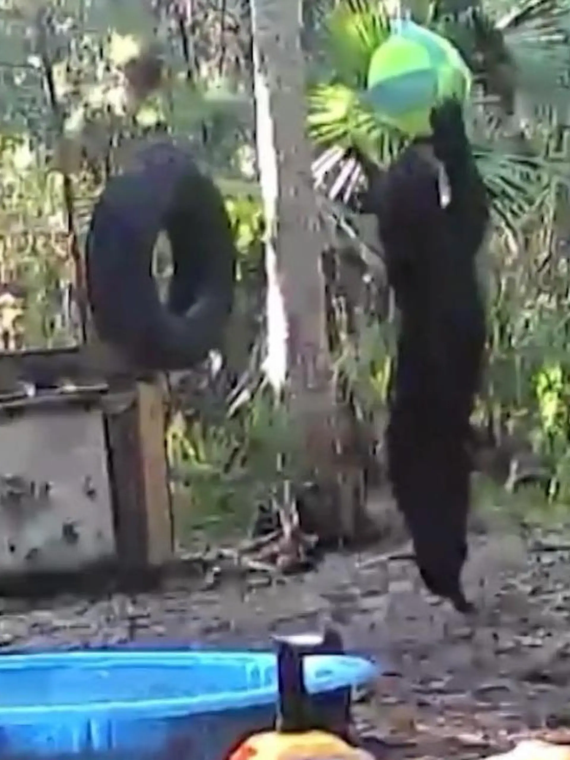 Auch kleine Schwarzbären spielen liebend gerne mit Bällen, Reifen und Planschbecken! Dieser Bär tobt in Florida ausgelassen auf einem kleinen Waldspielplatz. Wie süß er mit seinem kleinen Ball kuschelt, sehen sie im Video.