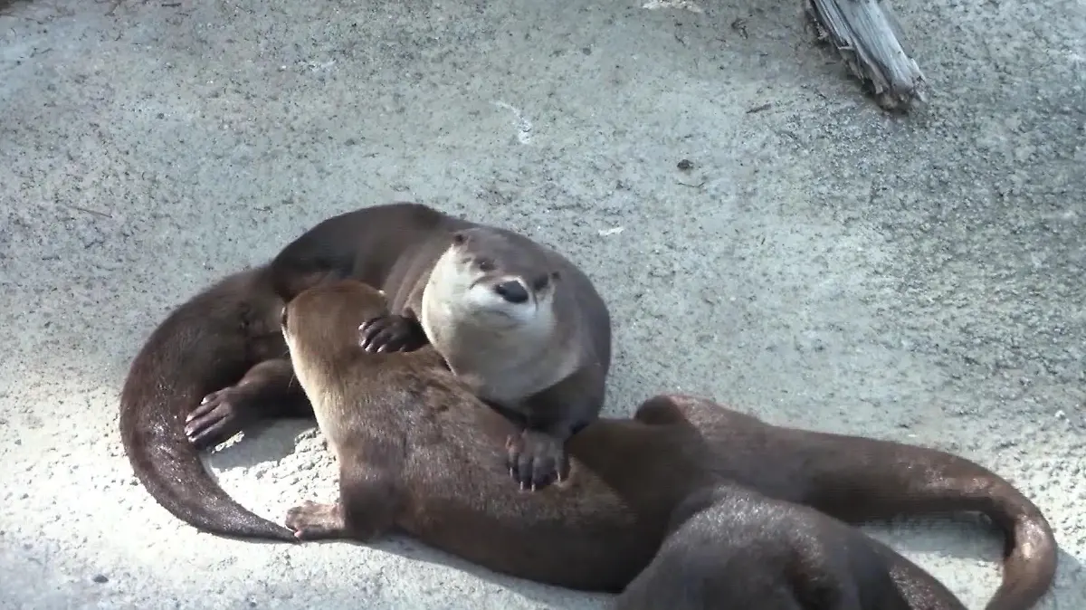 Otter