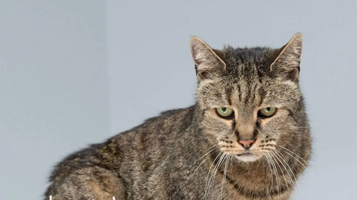 Nutmeg ist älteste Katze der Welt