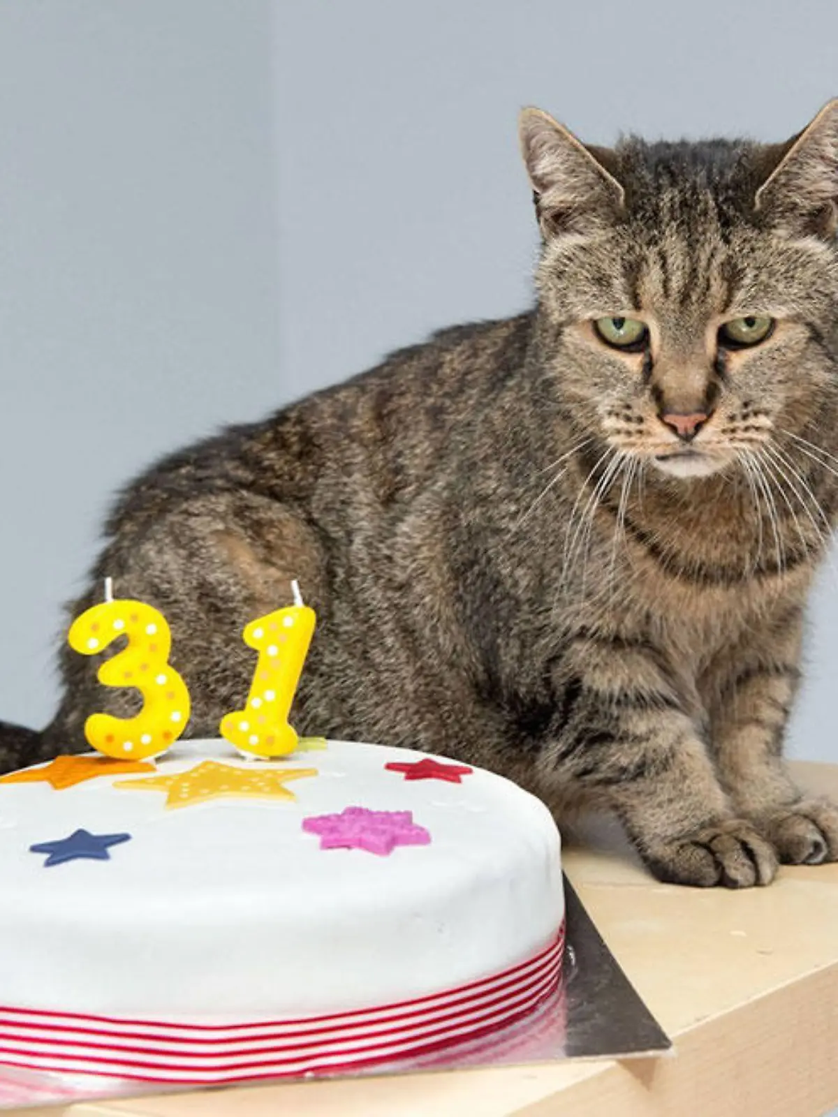 Nutmeg ist älteste Katze der Welt