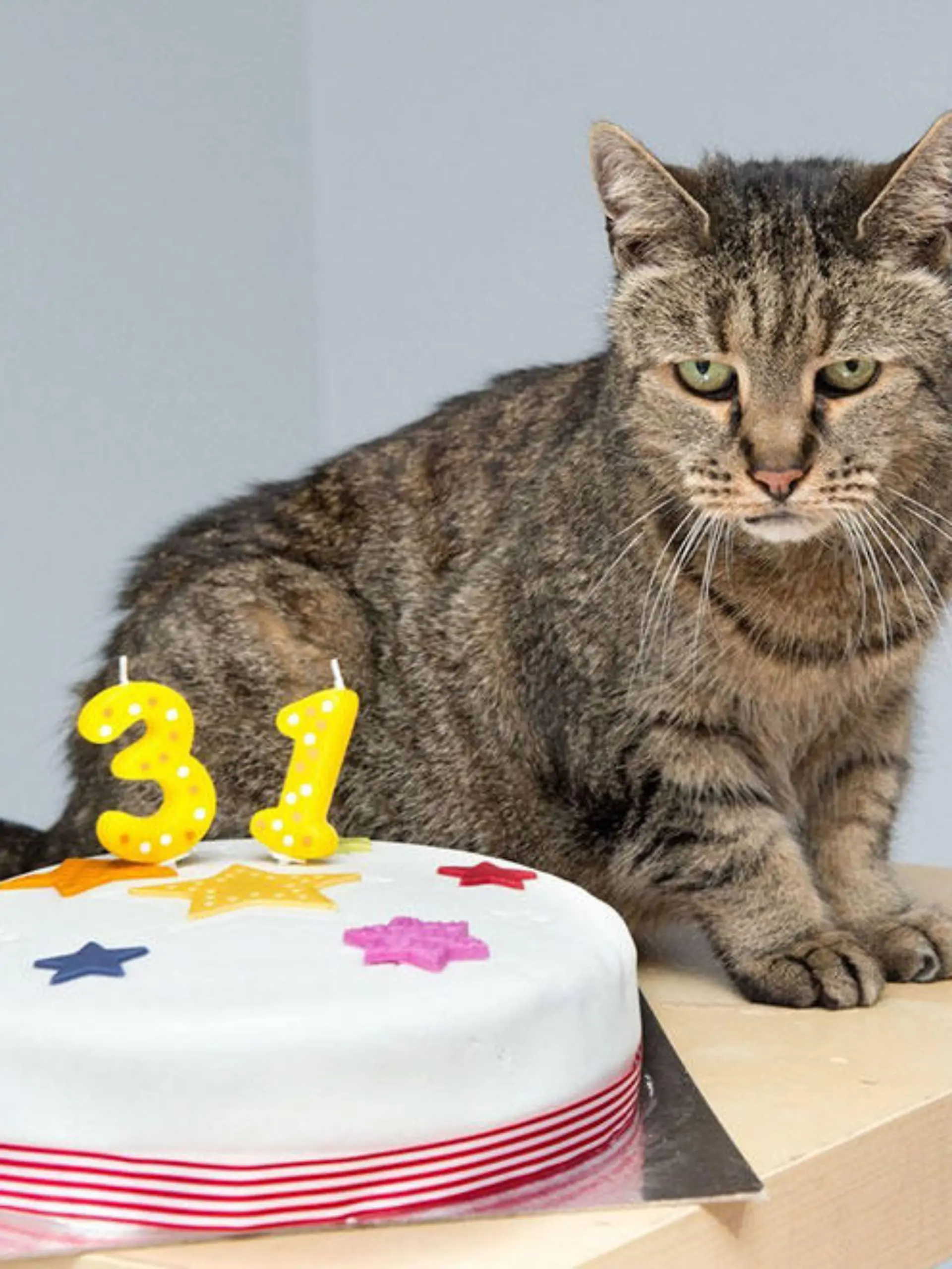 Nutmeg ist älteste Katze der Welt