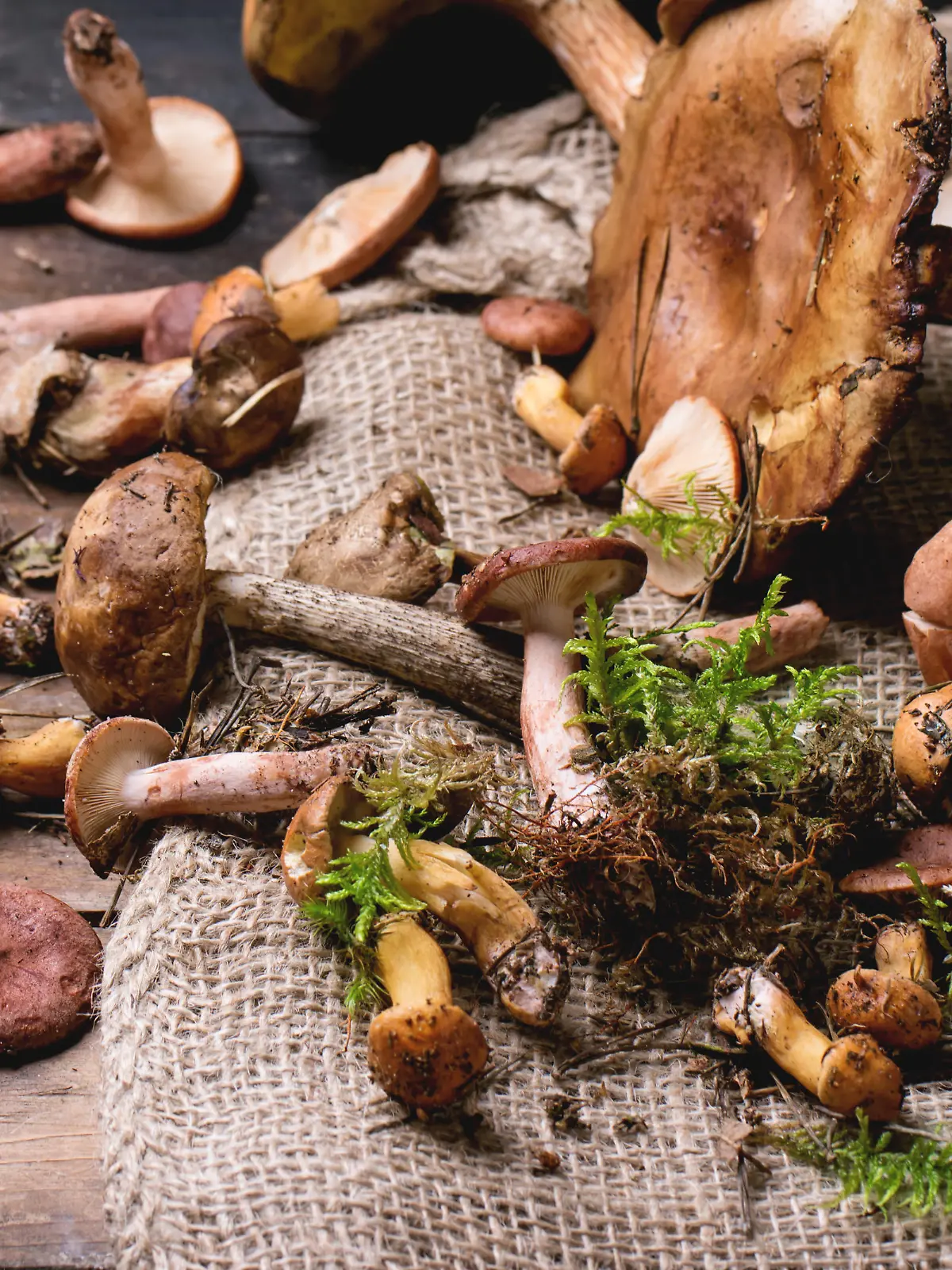 Mix of forest mushrooms over old wooden table. See series