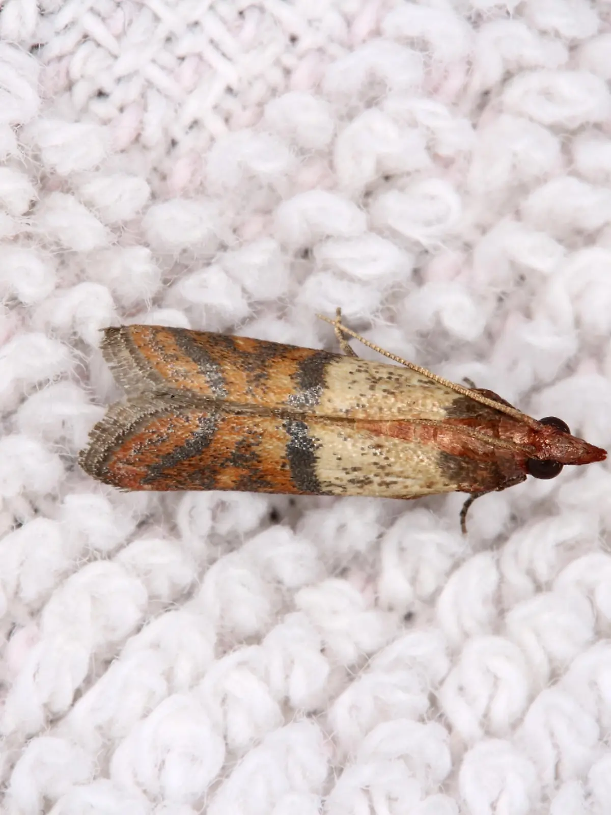 A closeup photo of a clothing moth (Tineola bisselliella).