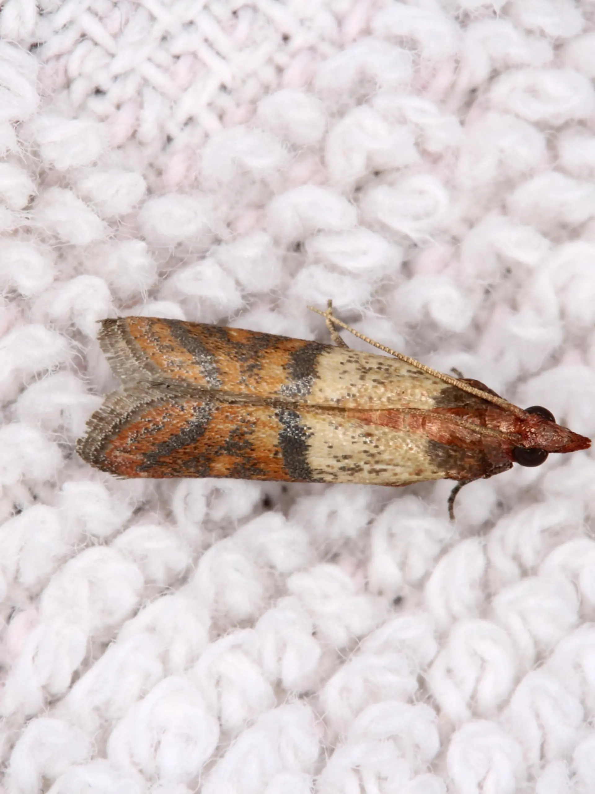 A closeup photo of a clothing moth (Tineola bisselliella).