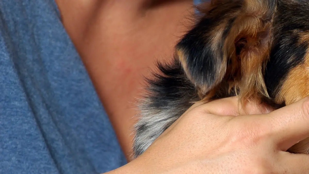 Zahngesundheit beim Hund