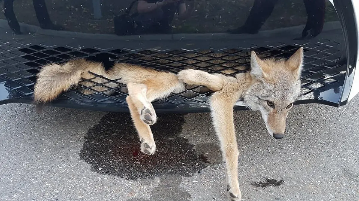 Koyote Alberta.jpg