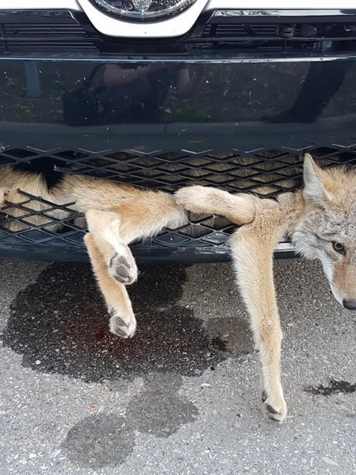 Koyote Alberta.jpg