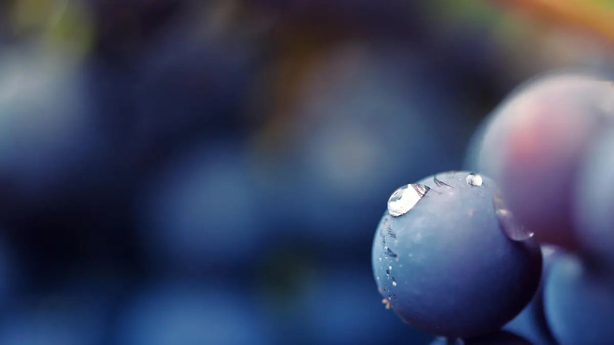 close-up of red grapes on a vineyard, selective focus in the center