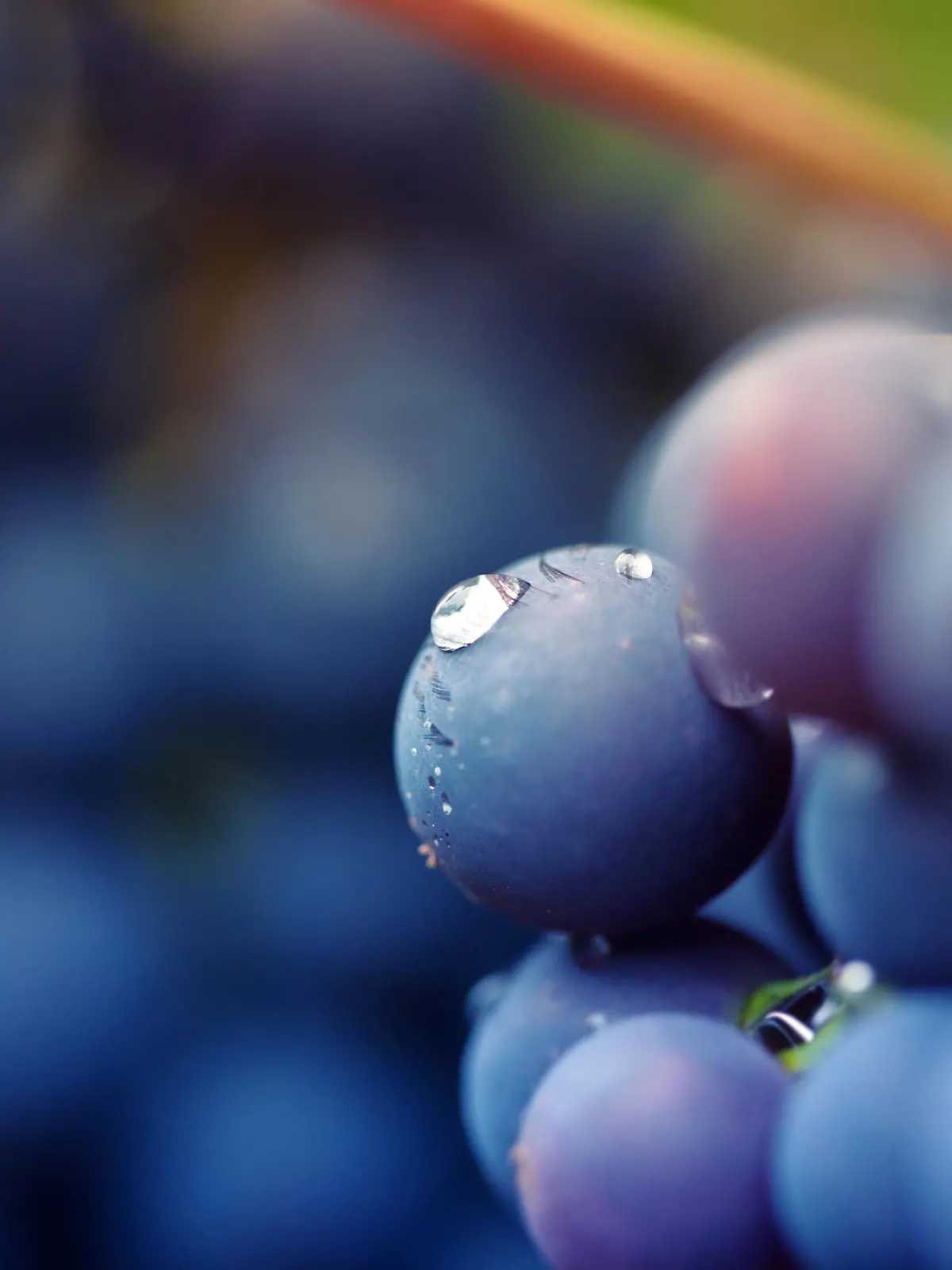 close-up of red grapes on a vineyard, selective focus in the center