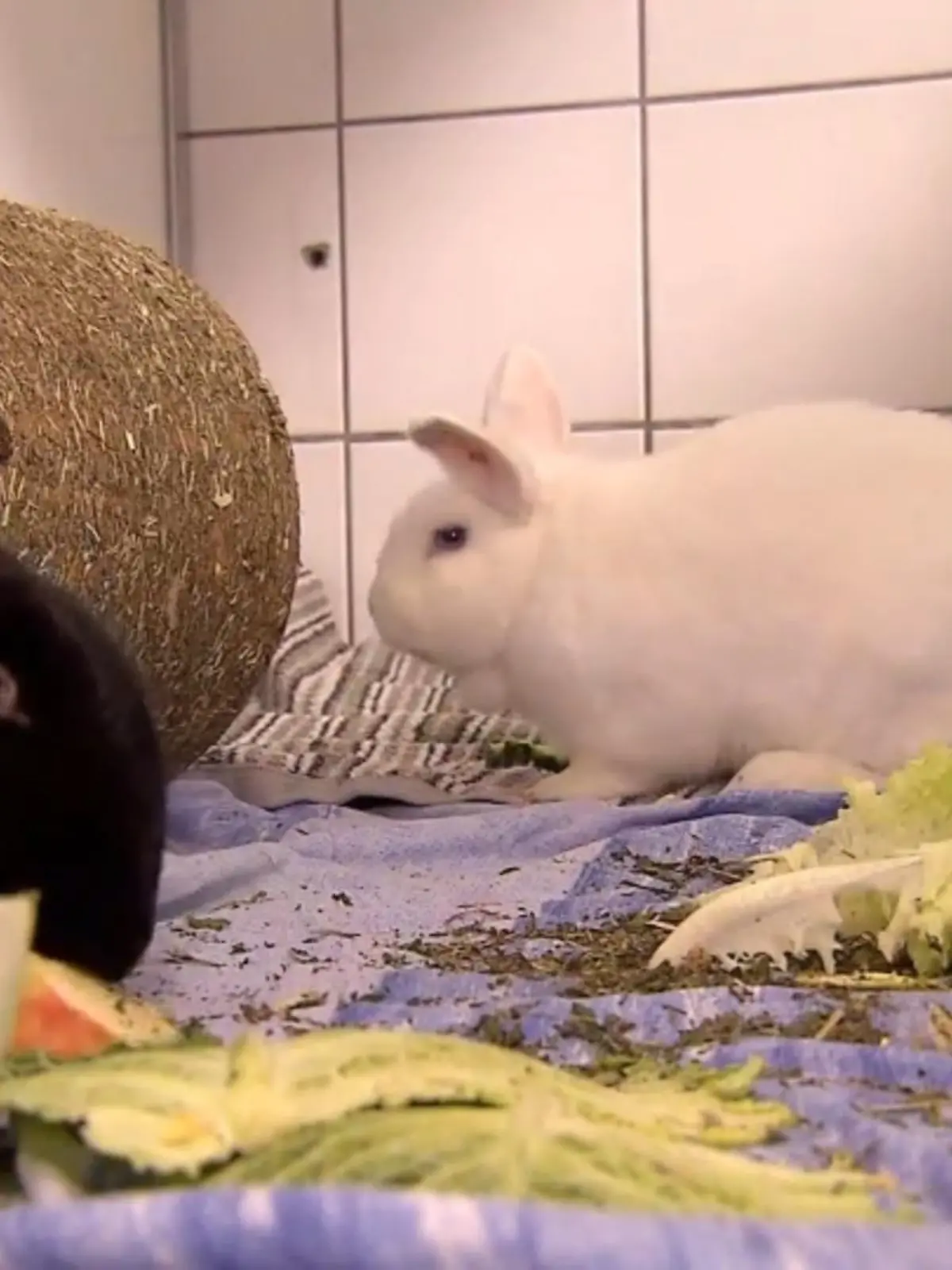 Bild zu: "Leni und Ryu suchen ein neues Zuhause"
