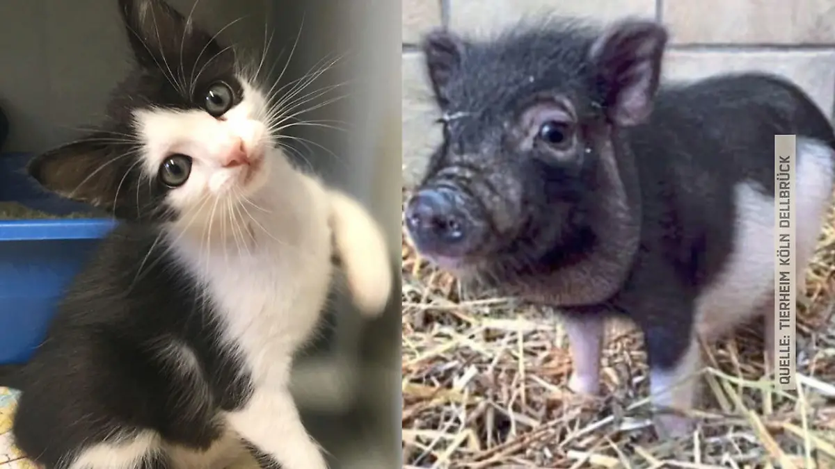 Schwein vor Tierheim ausgesetzt Jetzt lebt es im Katzenhaus 